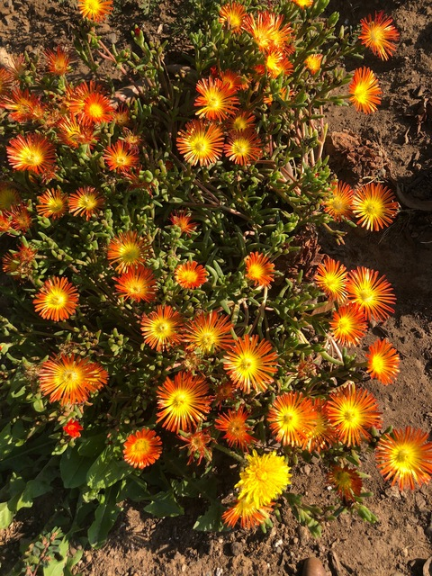 A @a_bowl cover picture