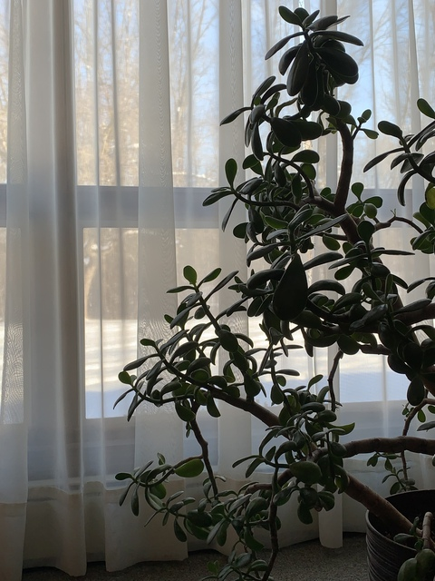 growsimian @abyssal cover picture