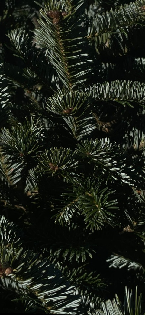 Li @acrobvt cover picture