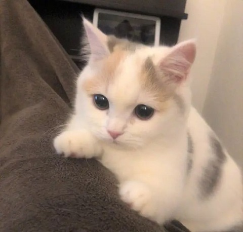 addison @addisonmeow cover picture