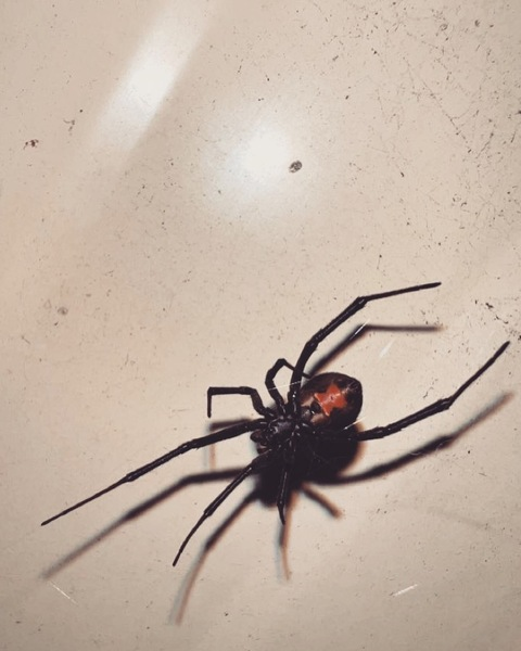 High priestess @adoreorbore cover picture