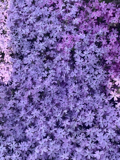 Alexis Greene @alexisgreene cover picture