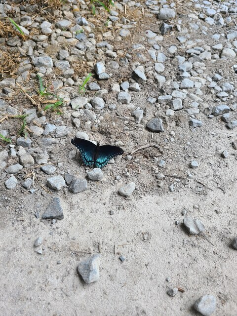 Amber Lux @amberlux cover picture