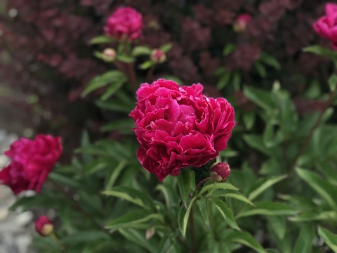 Ambitious @ambitious cover picture