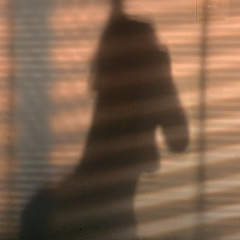 amithelia rose 🍋 @amithelia cover picture