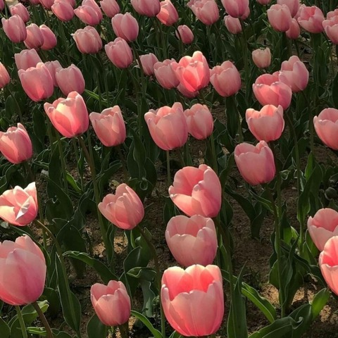 Hayley @angelhayley cover picture