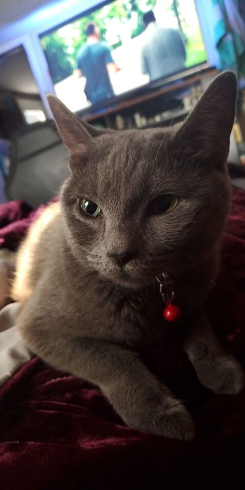 Angelina @angelicdemon325 cover picture