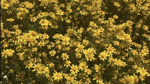 angelcakes @angellcakezz cover picture