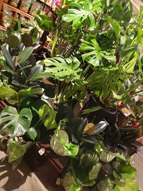 Anna Aurantia @anna_aurantia cover picture