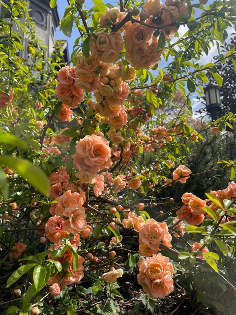 Annika @annikafordx cover picture