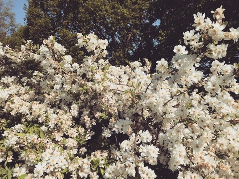 april monique rose @aprilmoniquerose cover picture