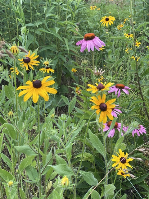 chelle @arileo cover picture