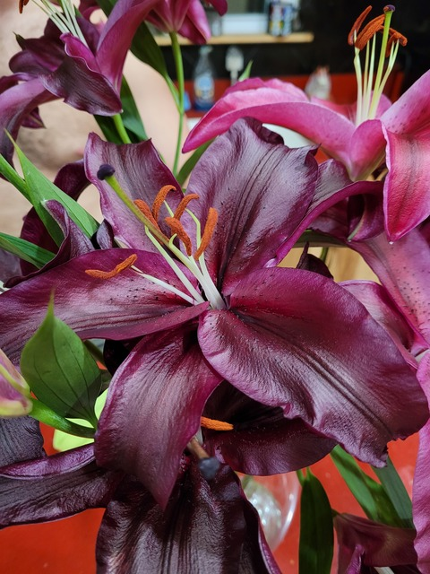 Red @as_toldby_ginger cover picture