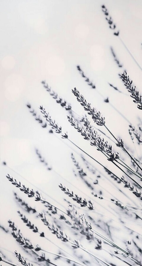 Kaymi @aurora_princess cover picture