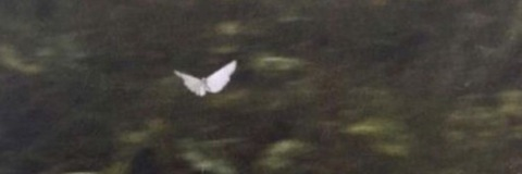 Angel @b0rderlinebr4t cover picture