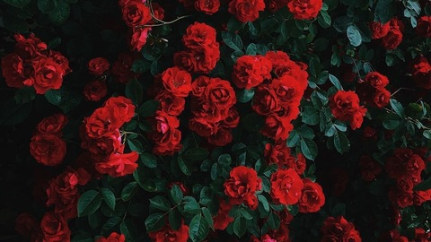 Carmen @b4byd0ll cover picture