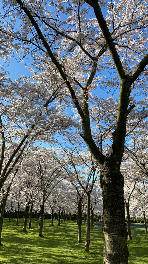 peaches @babiepeach cover picture