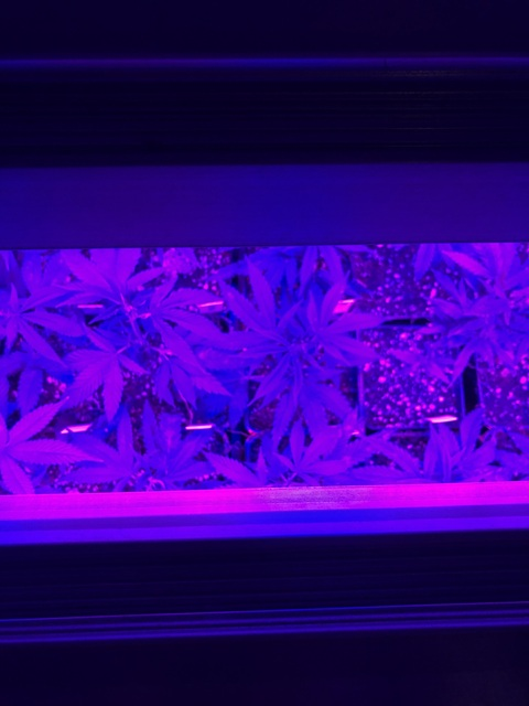 Brittney @babybrittney420 cover picture