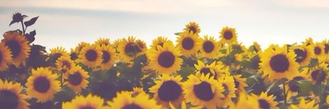 Jocelyn 🦕 @babygirl143 cover picture