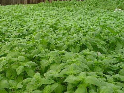 BasilicoCaldo @basilicocaldo cover picture