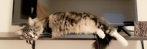 Bay @bayyyliea cover picture