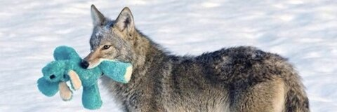 wolf @bbywolf666 cover picture