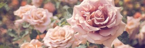 Belle Noire @bellenoire cover picture