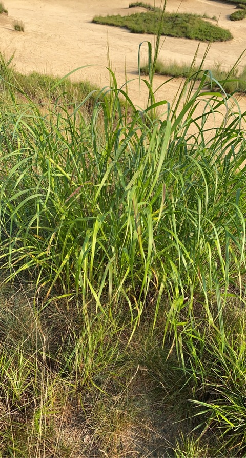 Bigbass @bigdassman1 cover picture