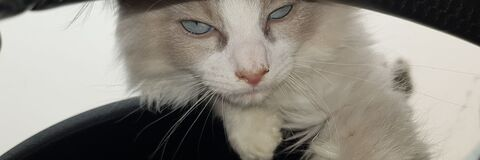 BlondeMilf @blondemilf cover picture