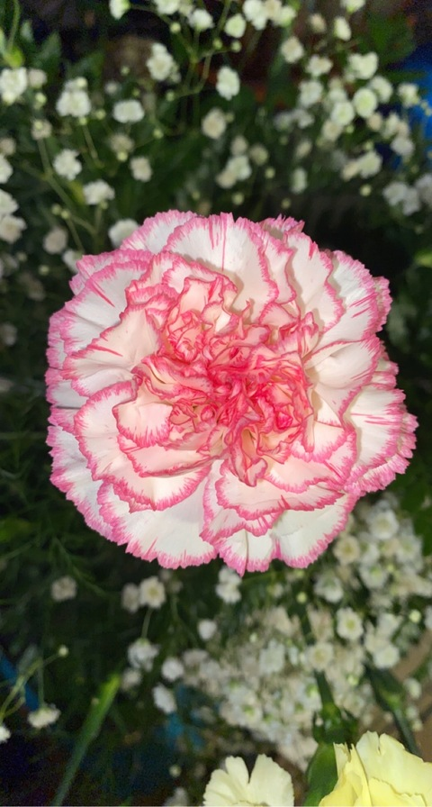 Toots 💋 @blondie0315 cover picture