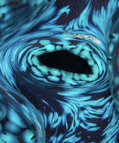 Blue Eye Couple @blueeyecouple cover picture