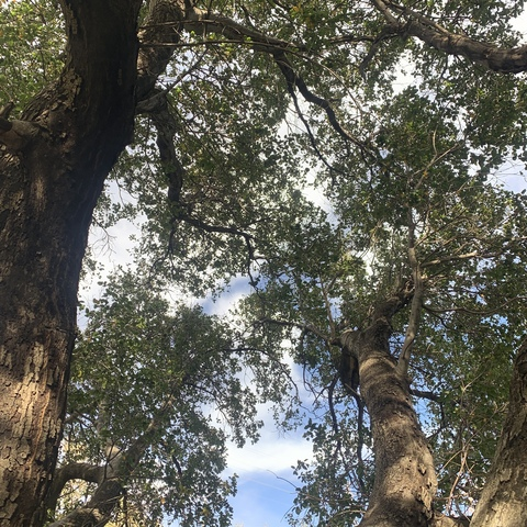 bo @bomantastic cover picture