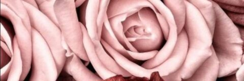 💕 @bomboncito cover picture