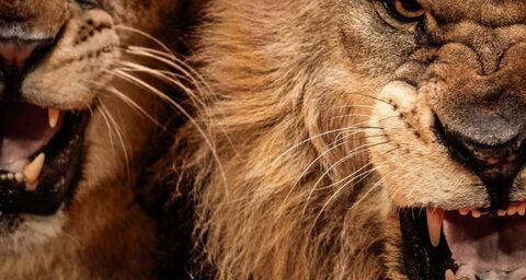 BCingU @brittanyc cover picture