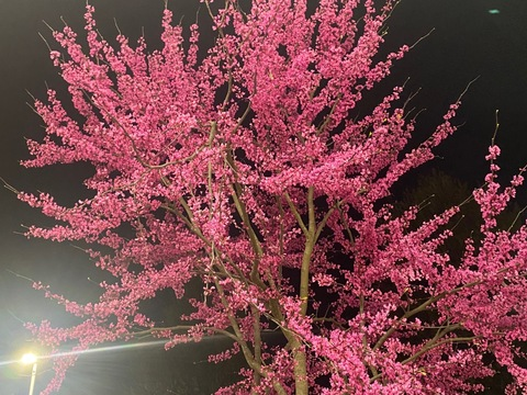 brooke <3 @brookecdxx cover picture