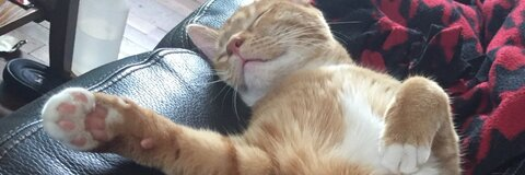 Ned Brophy @brophyned cover picture