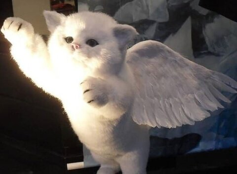 mia @bunniebby cover picture