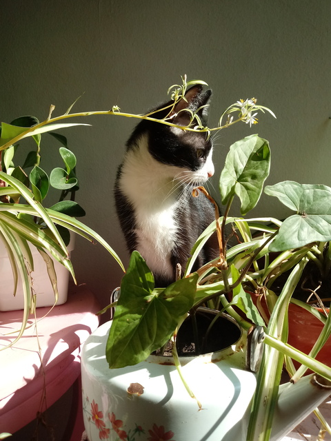 Bunny @bunnymmmh_ cover picture