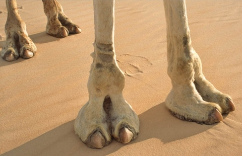 Toes of camels @cameltoes cover picture