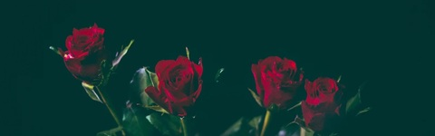 Cannabiswitch @cannabiswitch cover picture