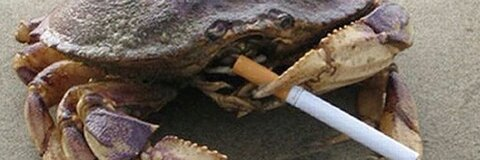 Chlo:) @caprincesssun cover picture