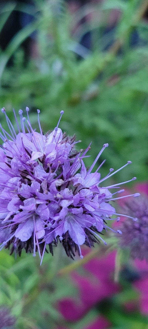 Cuckculturekween @cckween cover picture