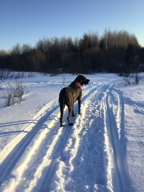 girlfriday @celena cover picture