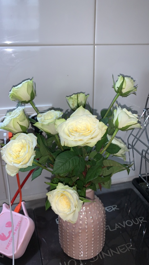 Kittycat @celinacat69 cover picture