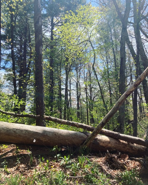 Chard @chardvar cover picture