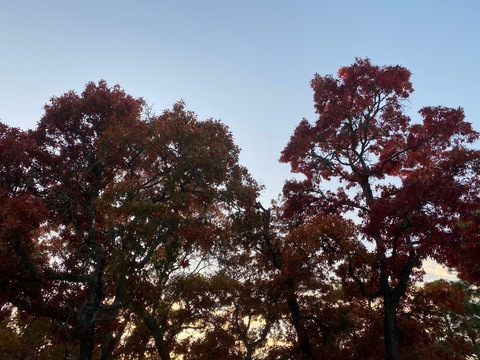 bunny @cherryybabyyyy cover picture