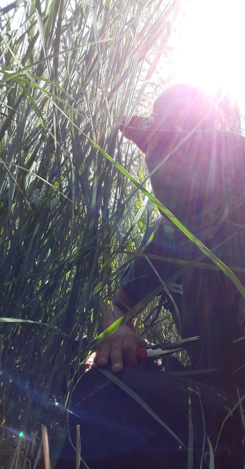 DipDipTatoChip @chicodip cover picture