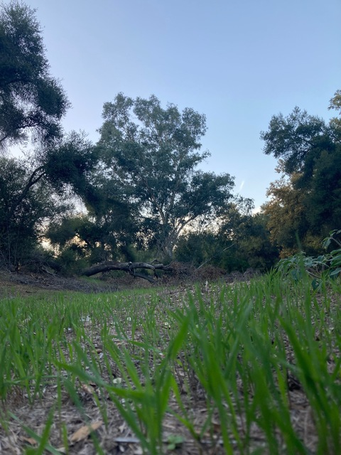 Nathan Lew @chinesenative cover picture