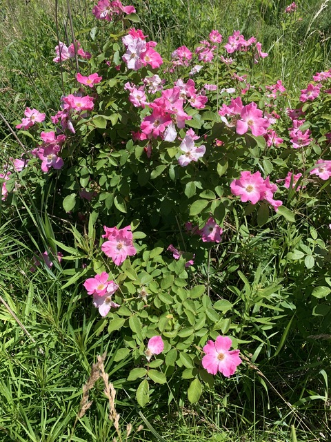 Jessica Summer @chubbycutie cover picture