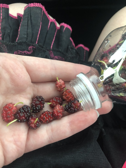 Sadie Anne @classclown cover picture